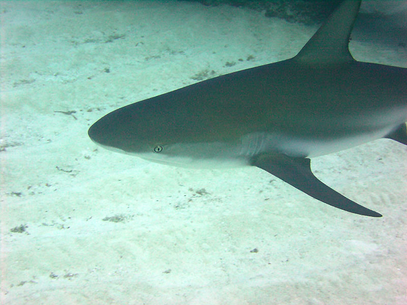 m0014645.jpg