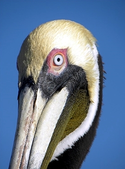 images/231016/pelican.jpg