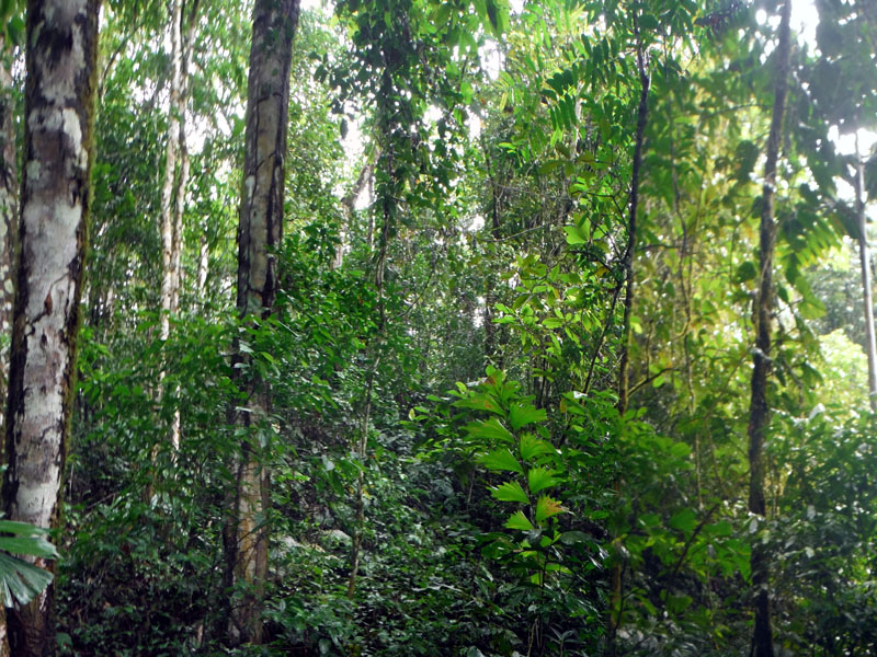 ScubaFun - Amazon Jungle Hike 29-May-2018