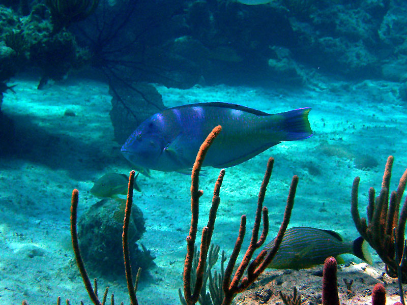 m0013680.jpg