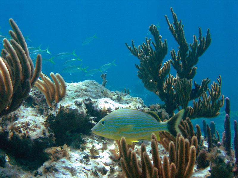 m0013683.jpg