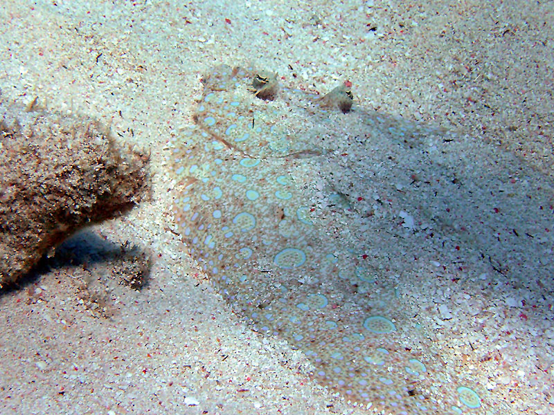 m0013704.jpg