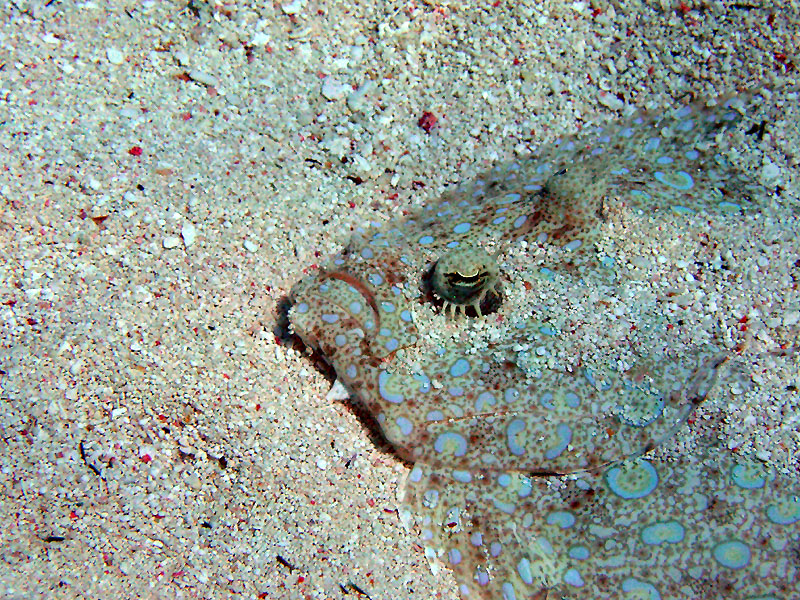 m0013706.jpg